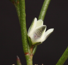 Cyanothamnus subsessilis