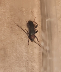 Phymatodes testaceus