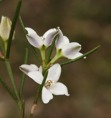 Cyanothamnus subsessilis