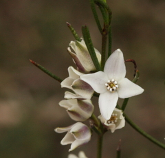 Cyanothamnus subsessilis