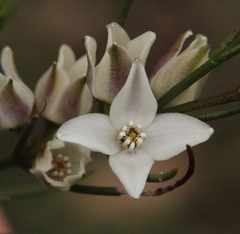 Cyanothamnus subsessilis