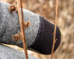 Agrimonia parviflora