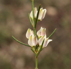 Cyanothamnus subsessilis