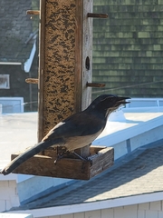 Aphelocoma californica