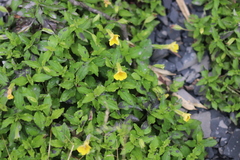 Erythranthe nepalensis