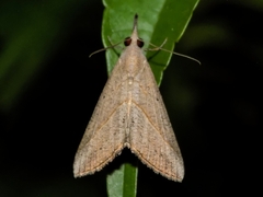 Hypena obacerralis