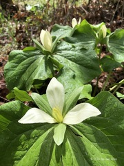 Trillium albidum
