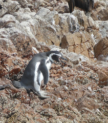 Spheniscus humboldti