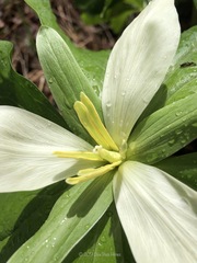 Trillium albidum