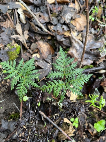 iNaturalist observation photo of goldback fern