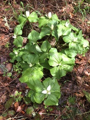 Trillium albidum