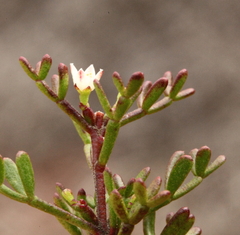 Cyanothamnus inconspicuus