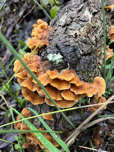 iNaturalist observation photo of hairy curtain crust