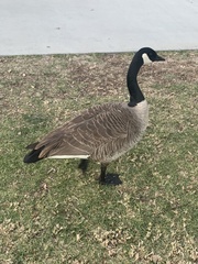 Branta canadensis
