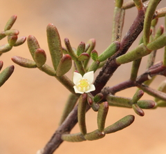 Cyanothamnus inconspicuus