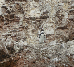 Spheniscus humboldti