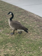 Branta canadensis