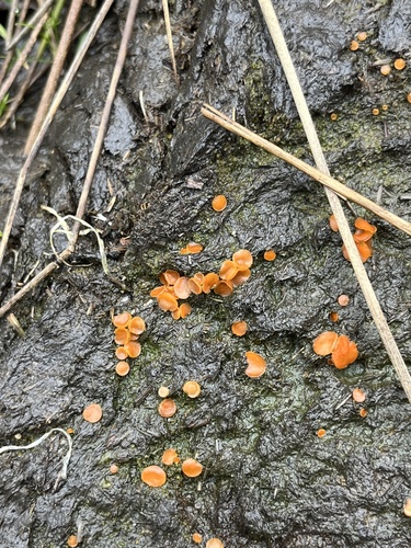 iNaturalist observation photo of Jelly Spot Fungus