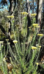 Cassinia cunninghamii