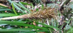 Carex multifaria