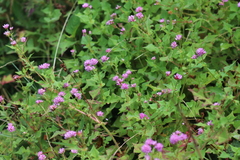 Persicaria runcinata