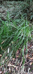 Carex multifaria