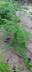 Pteridium aquilinum