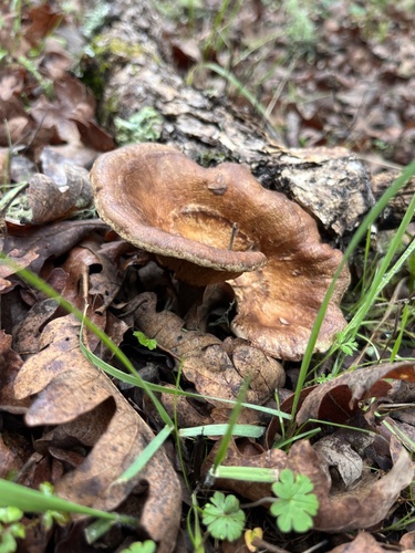 iNaturalist observation photo of western jack-o'-lantern