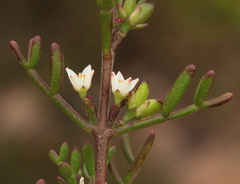 Cyanothamnus inconspicuus