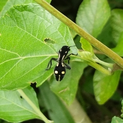 Traumatomutilla vidua