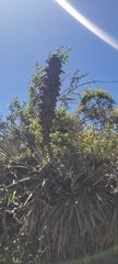 Puya glomerifera