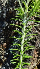 Cassinia cunninghamii