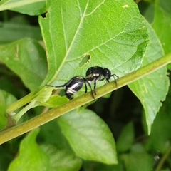 Traumatomutilla vidua