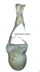 Eupithecia misturata