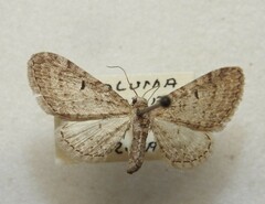 Eupithecia misturata