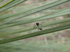 Myrmecia pilosula