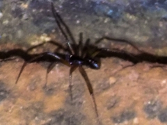 Steatoda capensis