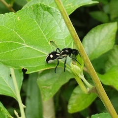 Traumatomutilla vidua