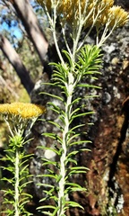 Cassinia cunninghamii