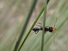 Myrmecia pilosula