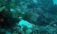 Lethrinus erythracanthus