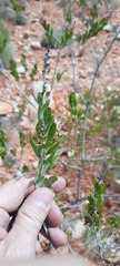 Acacia melleodora