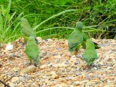 Forpus xanthopterygius