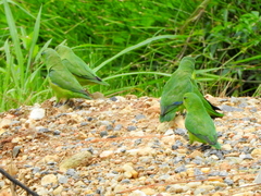 Forpus xanthopterygius