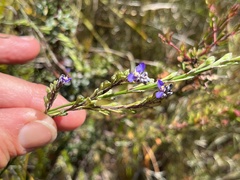 Comesperma defoliatum