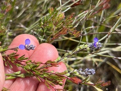 Comesperma defoliatum