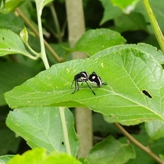 Traumatomutilla vidua