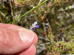 Comesperma defoliatum