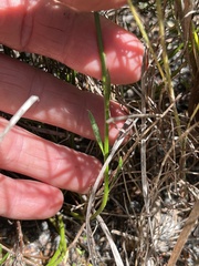Comesperma defoliatum