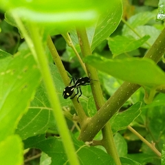 Traumatomutilla vidua